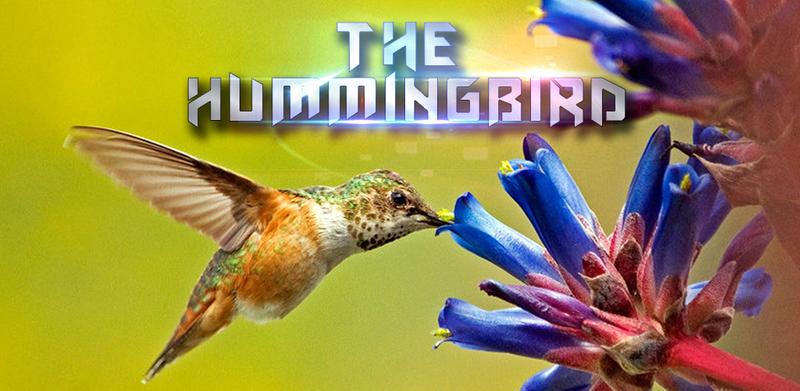 Hummingbird